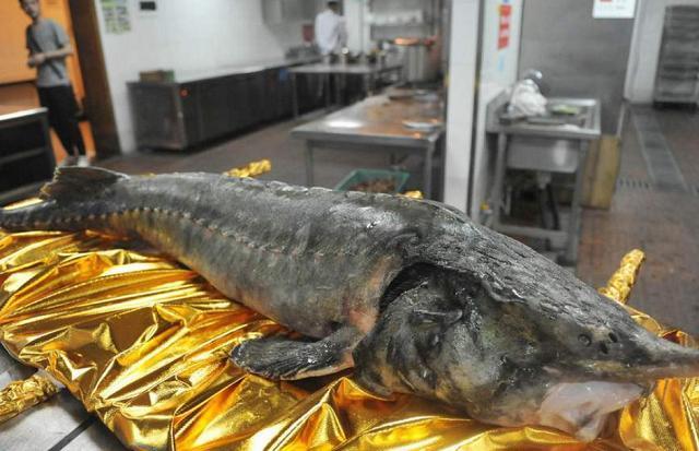 淡水鱼|这鱼进化了1亿年，是中国最大淡水鱼，没有天敌，却败给中国吃货