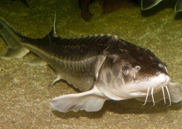 淡水鱼|这鱼进化了1亿年，是中国最大淡水鱼，没有天敌，却败给中国吃货