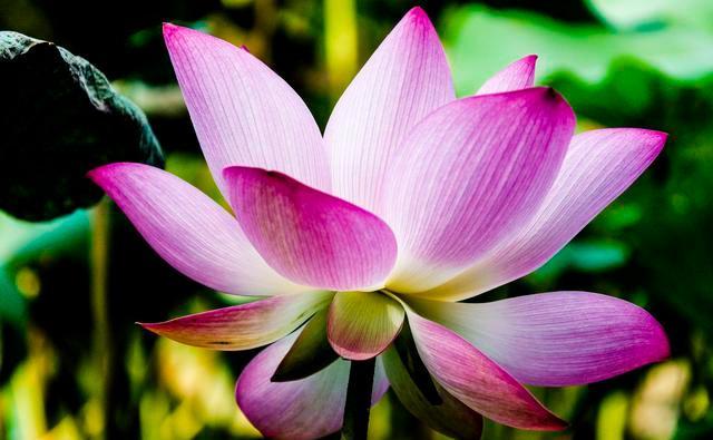 杨万里|杨万里的这首诗，离题万里，为何还是成了千古名作？