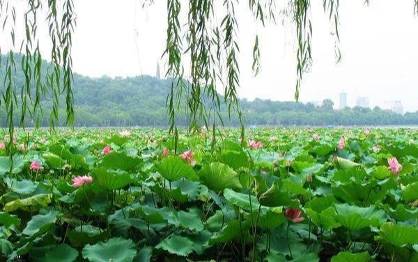 杨万里|杨万里的这首诗，离题万里，为何还是成了千古名作？