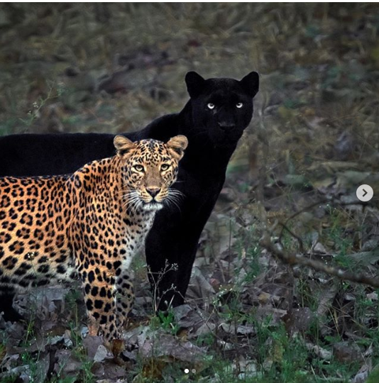 黑豹携花豹妻罕见现踪 直盯镜头画面超美 摄影师 这6年没白等 Saaya 黑豹 萨亚