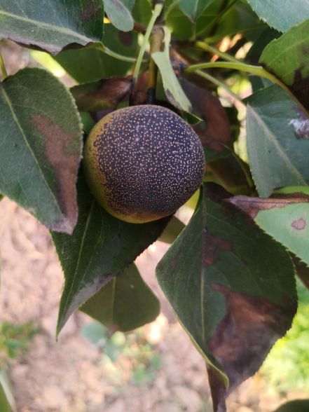 请看下这梨树是什么原因导致的?该怎么治疗