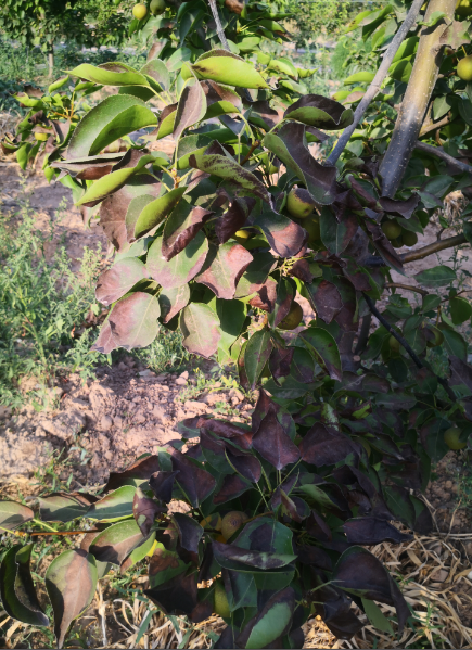 请看下这梨树是什么原因导致的?该怎么治疗