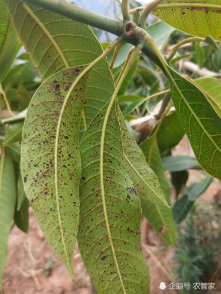 芒果这是什么病害怎么防治