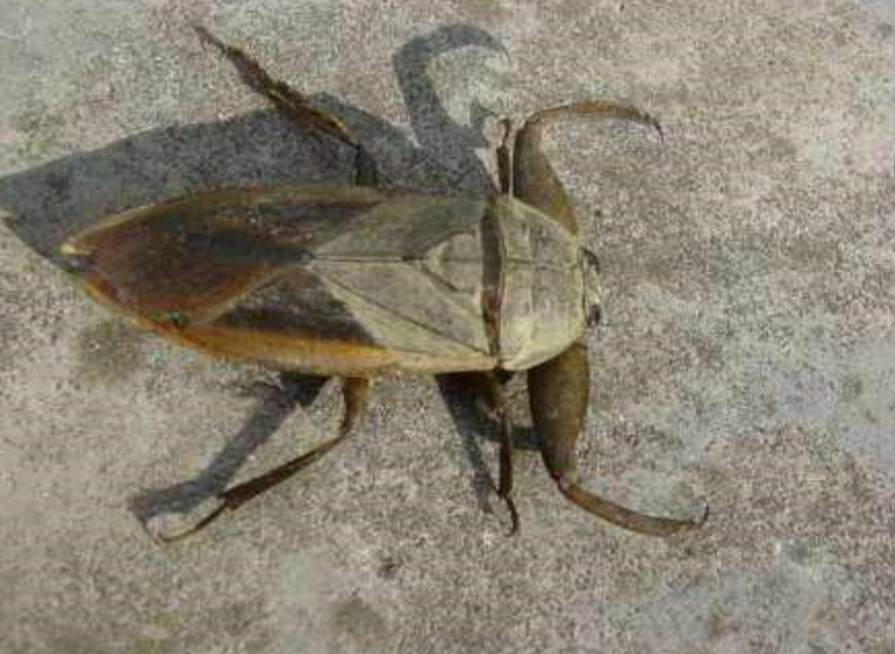 其实她不是人,是传说中的虫子青蚨