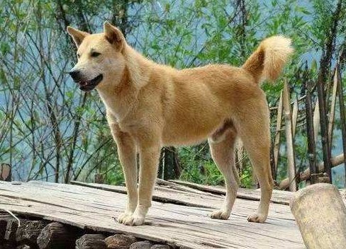 What kind of dog is the Chinese Pastoral Dog? Is it really just a dog ...