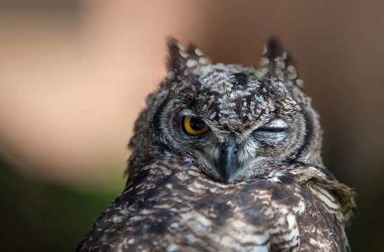 猫头鹰宝宝是怎么睡觉的?看完你就明白了,网友:太可爱了!