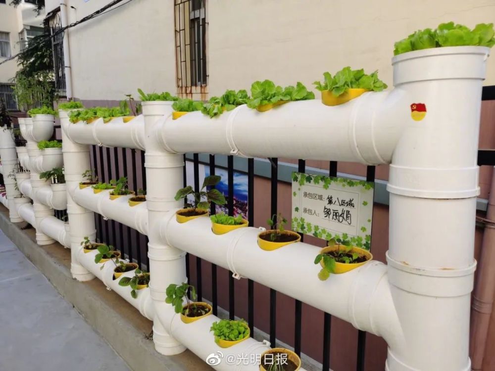 花园社区墙上能种菜市民也能享受劳作的乐趣