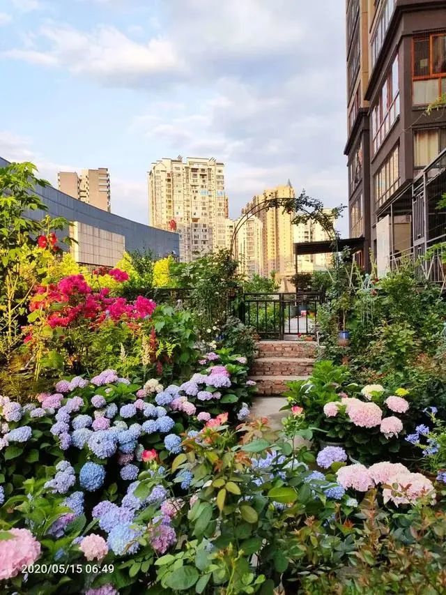 50後花2年造了個70平米露臺花園,四季常青,花開滿園._騰訊新聞