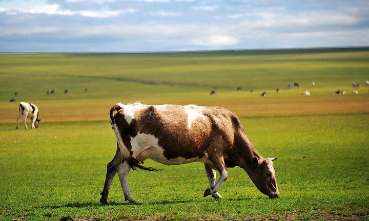 俗语:"宁要二度花,不要遗下人;宁做土鸡首,不做壮牛后"