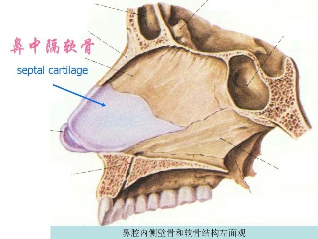 鼻及副鼻竇影像解剖