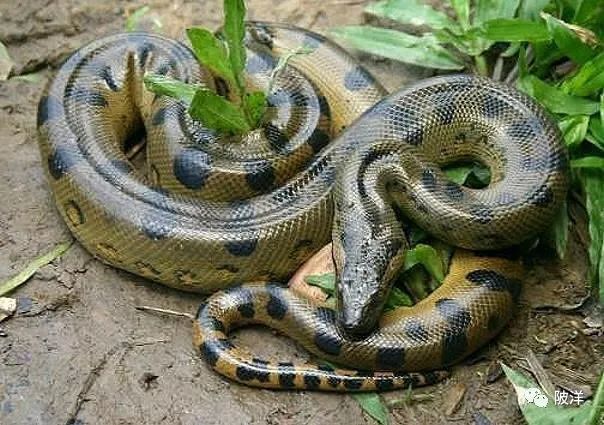 其次是小水蟒直接从母腹中产下来