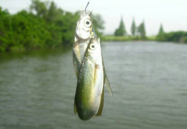 野钓白条的几种方法,上鱼速度一绝,一天钓十几斤是家常便饭