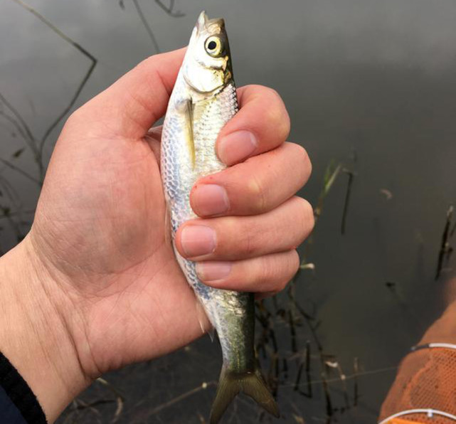 野钓白条的几种方法,上鱼速度一绝,一天钓十几斤是家常便饭