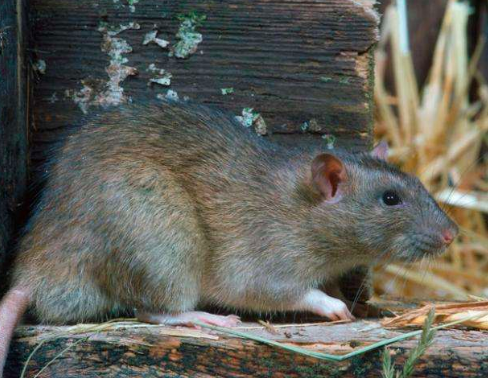 老鼠|英国女子吃烤鸡时以为咬到骨头，仔细一看是一只死老鼠