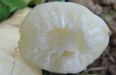 萝卜长骨头空心白萝卜为何会糠芯呢应该怎样采取防治措施