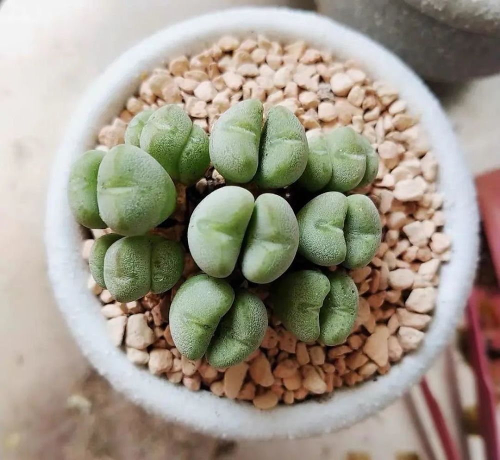 肉锥多肉口笛每年蜕一次脱皮期做好2点颜值提高百倍