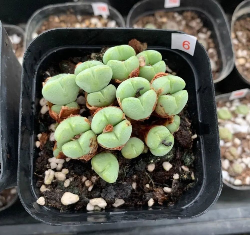 肉锥多肉口笛每年蜕一次脱皮期做好2点颜值提高百倍