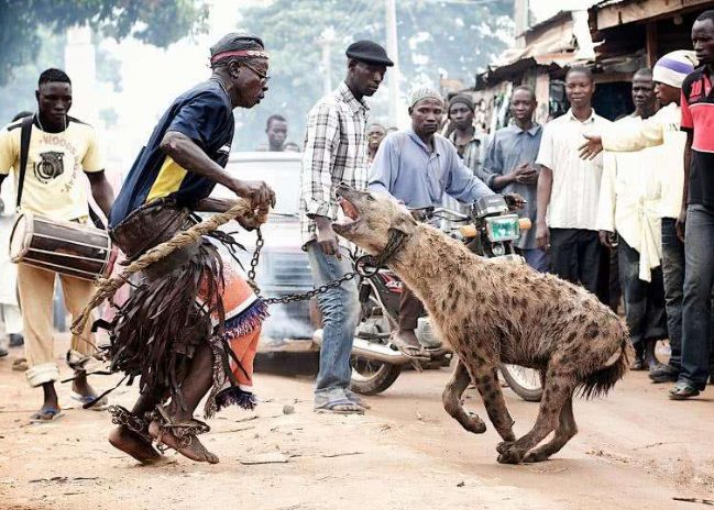 鬣狗为什么怕非洲人?看完满满的心酸,镜头记录全过程