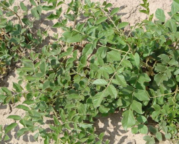 为何甘草是百草之王?学者给出答案:全靠它治理沙漠化