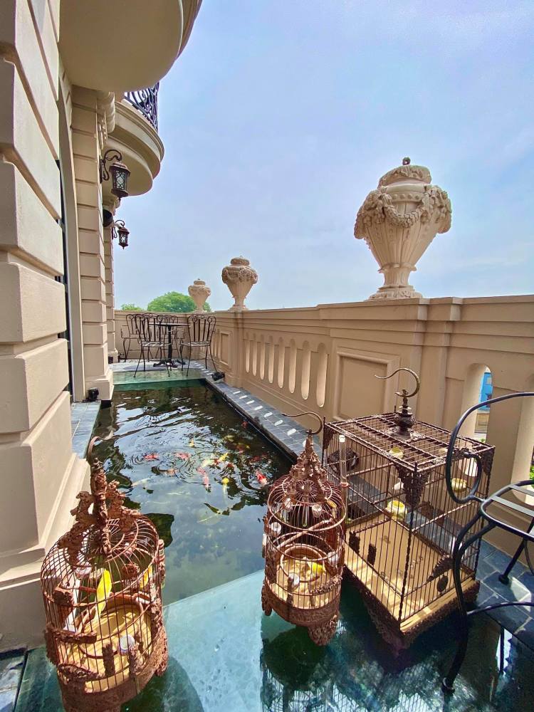 锦鲤|男子花300多万买了85条锦鲤，称会继续买直到不喜欢为止