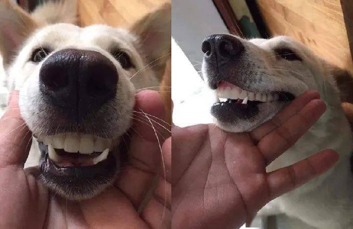 发现跟我们一起帮忙找的狗子,笑得不太正常…"如果非要给自己找人设