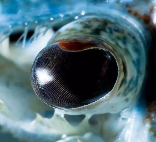 原来龙虾眼睛是反射式复眼,靠反射视物,而不是折射,其眼睛长在触角