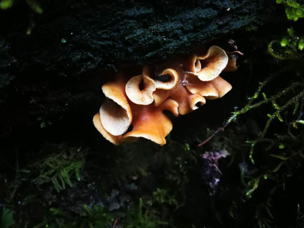 沒想到玉龍雪山上的野生菌那麼多那麼美