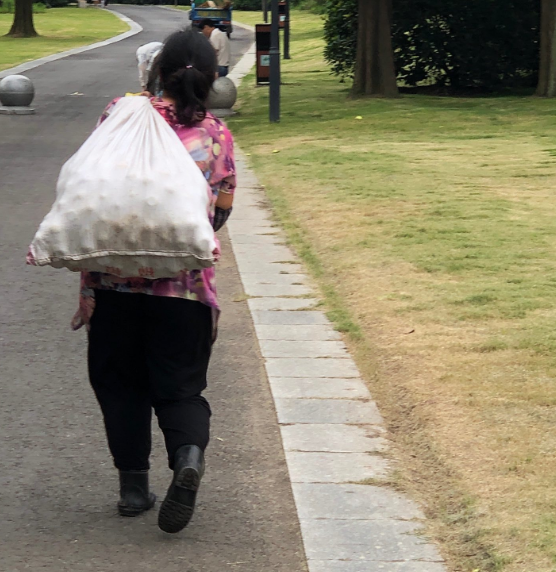 现在去还来得及柳树湾免费摘梨大妈们战果丰硕扛着两麻袋回家了