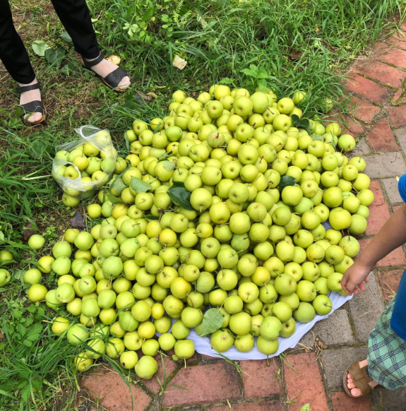 现在去还来得及柳树湾免费摘梨大妈们战果丰硕扛着两麻袋回家了