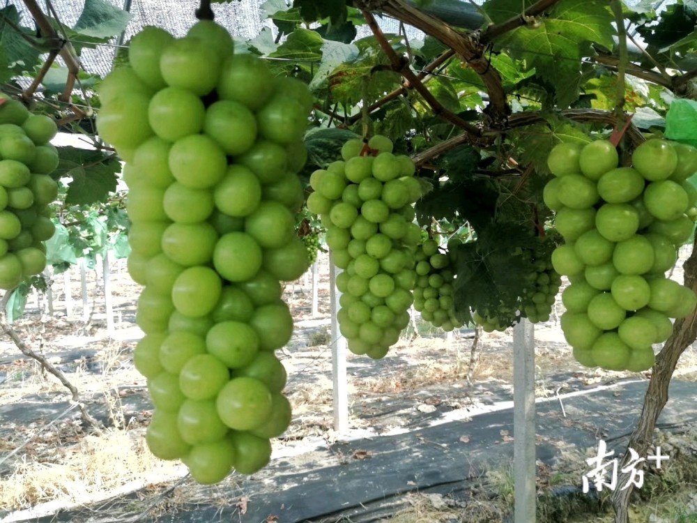 葡萄熟了梅州这场葡萄文化节甜过初恋