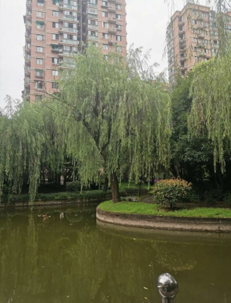 内幕:杭州杀妻嫌犯弟弟愿意抚养小女儿是怎么回事?具体什么情况?