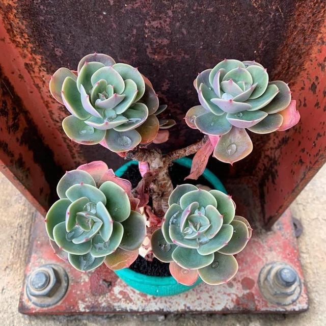 多肉容易死不要紧 5种方法让你的肉肉起死回生 腾讯新闻