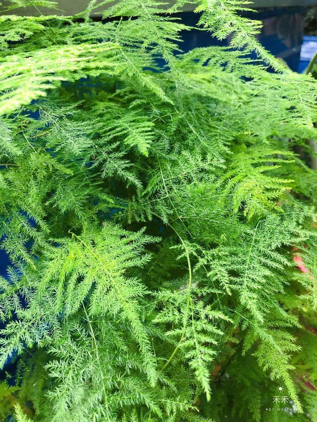 姿态文雅的文竹,置于客厅,案头等处颇显清新脱俗,优雅别致