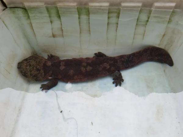 刚刚!浙江一村民进山发现1米长"怪物"!一查竟是