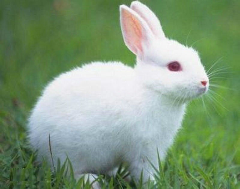 中国兔子有多少品种?