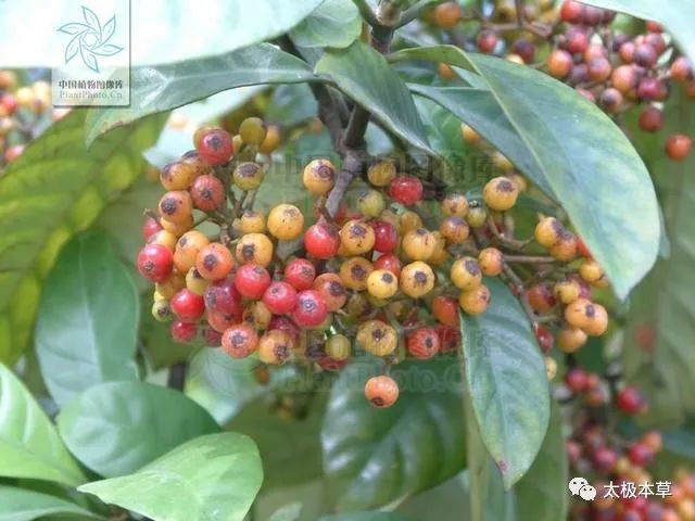 血丝罗伞,大退七,脂红叶,刀伤木,火简树,大口唇,驳节兰,金鸡爪,大罗伞