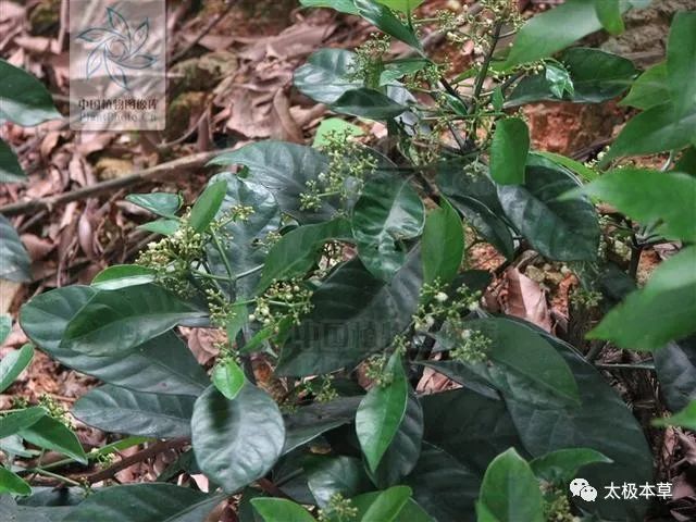 能治刀伤出血,骨折