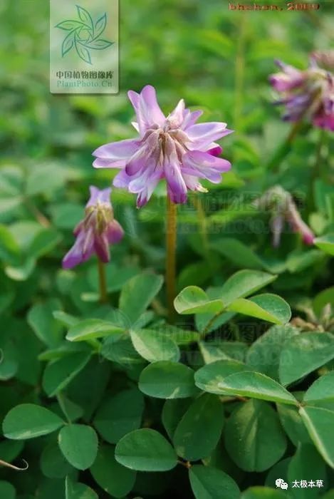 红花菜 见过吗 主咽喉痛 风痰咳嗽 目赤肿痛 带状疱疹 带状疱疹 咽喉痛 咳嗽 紫云英 疔疮