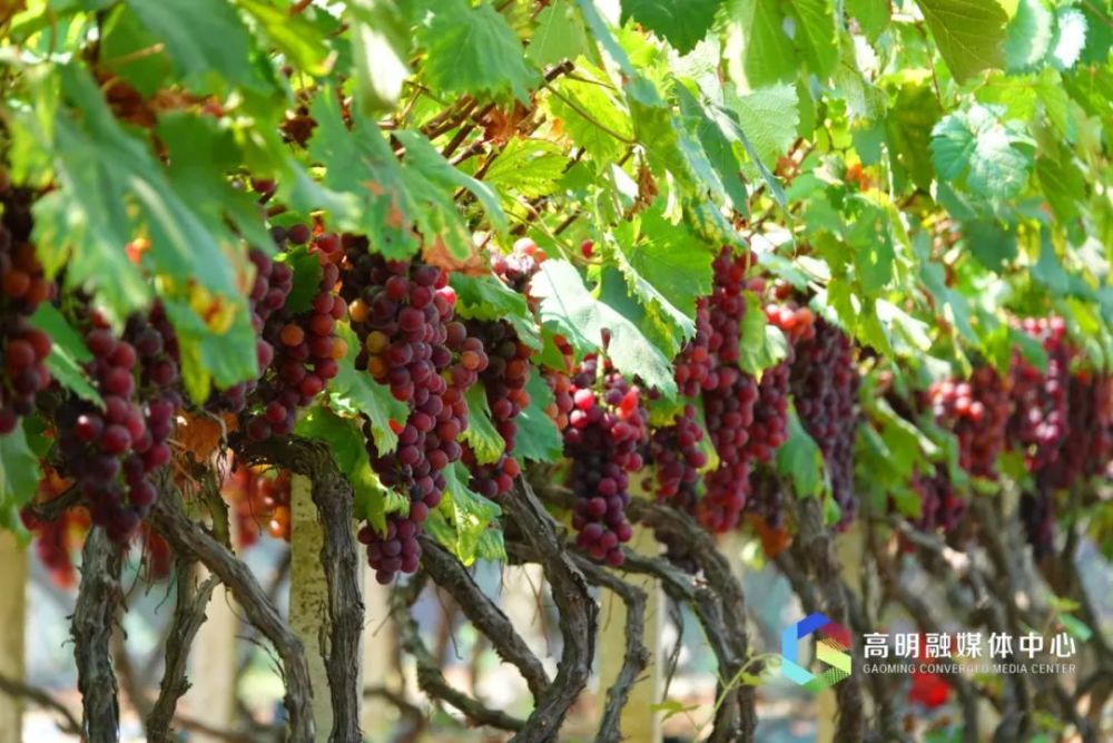 一起来高明摘果吧!