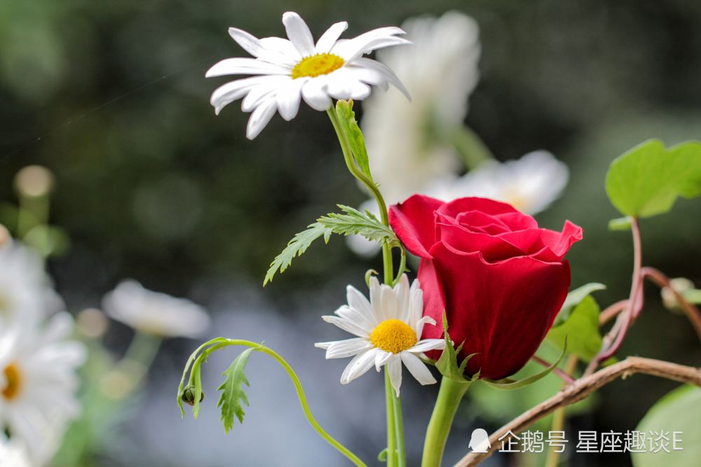 7月27日 29日星座运势 巨蟹小心谨慎 射手越挫越勇 双鱼处变不惊 腾讯新闻