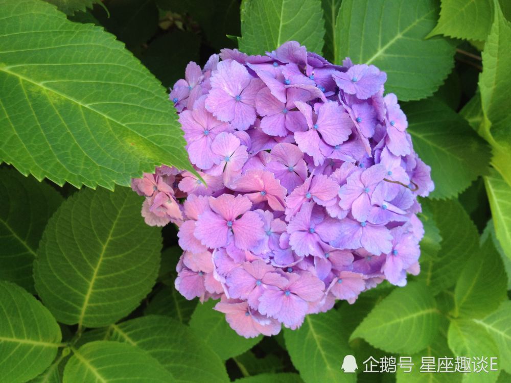 7月27日 8月2日星座运势 白羊冰释前嫌 天蝎保持清醒 摩羯配合默契 腾讯新闻