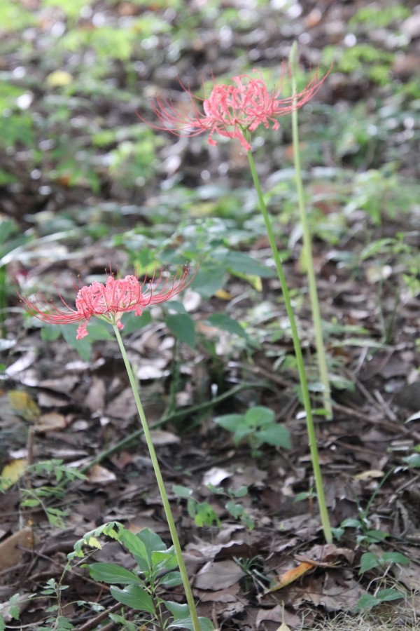 彼岸花开花了 彼岸花精灵 曼珠沙华 也出现了 腾讯新闻