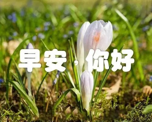 新的一周早上好问候朋友表情图片早安祝福句子精选