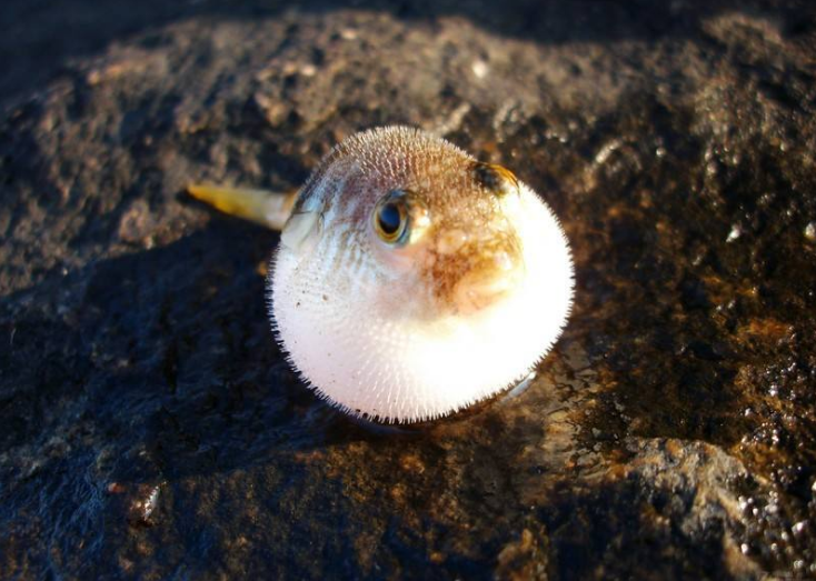 在海边遇到这几种鱼最好别抓有毒的