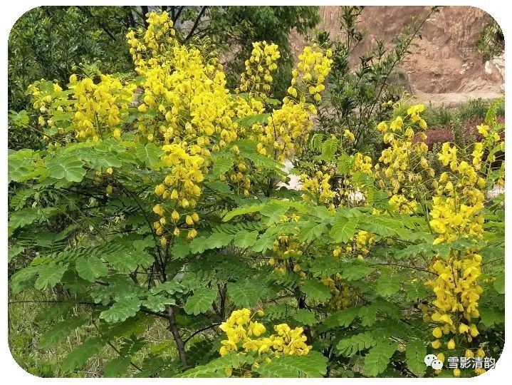 雪影清韵 花开灿烂香三径 草发葱茏绿满坡 古韵第70期 腾讯新闻