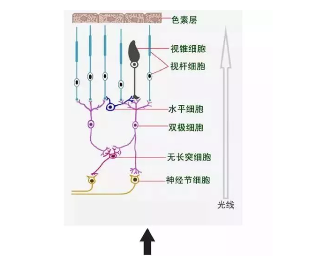 視網膜上的多層細胞結構示意圖(圖片來源:《眼科學》)