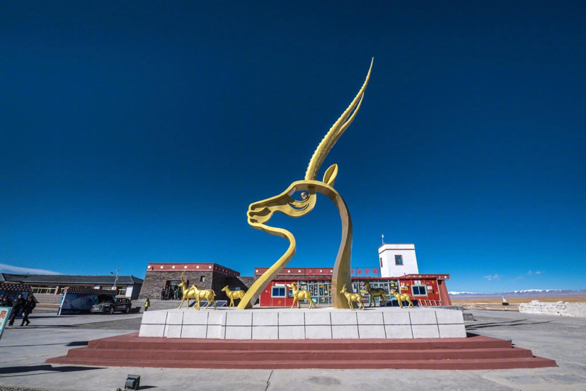 可可西里藏羚羊回迁季