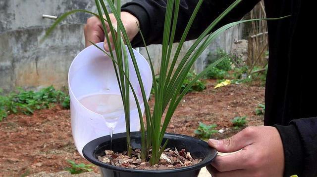 梅雨季节要小心,兰花这样养,才放心|兰花|兰花养护