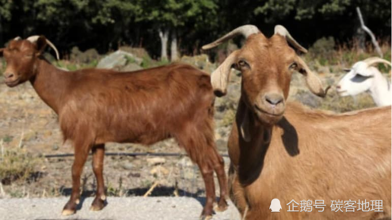 山羊|15只山羊被捕且每只被罚280元，主人躲起来